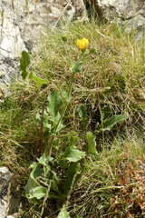 Hieracium amplexicaule