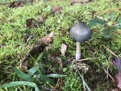 Psilocybe caerulescens