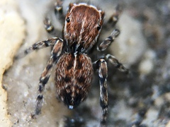 Attinella dorsata