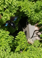 Xylocopa darwini