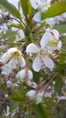 Prunus cerasus