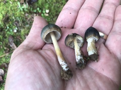 Psilocybe caerulescens