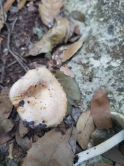 Lactarius mairei