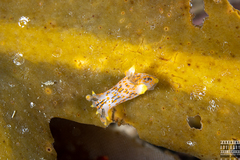 Polycera quadrilineata