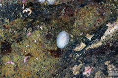 Onchidoris muricata