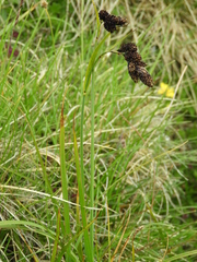 Carex atrata