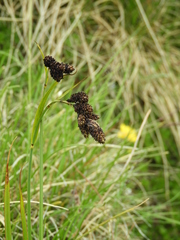 Carex atrata
