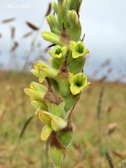 Dichromanthus michuacanus