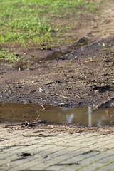 Motacilla alba alba
