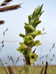 Dichromanthus michuacanus