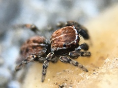 Attinella dorsata