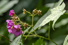 Rubus odoratus