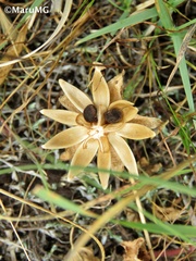 Ipomoea decasperma
