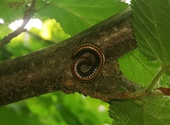 Ommatoiulus sabulosus