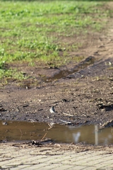 Motacilla alba alba