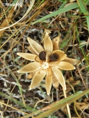 Ipomoea decasperma
