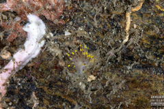 Dendronotus