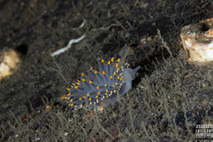 Eubranchus tricolor