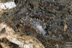Eubranchus tricolor
