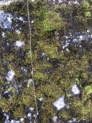 Hypnum cupressiforme