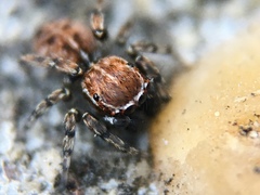Attinella dorsata