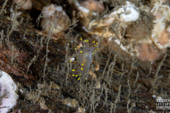 Dendronotus
