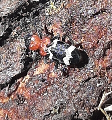 Thanasimus formicarius