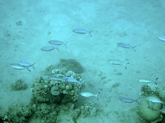Caesio lunaris