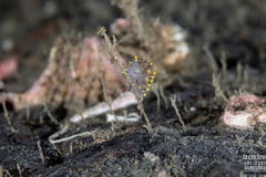 Dendronotus