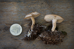 Clitocybe albirhiza