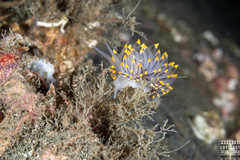 Eubranchus tricolor