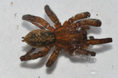 Arctosa personata