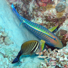 Chlorurus genazonatus