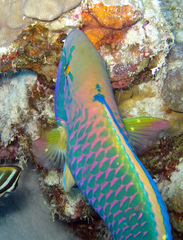 Chlorurus genazonatus