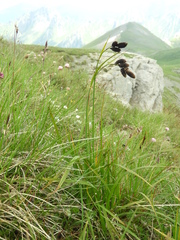 Carex atrata