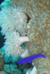 Pseudochromis fridmani