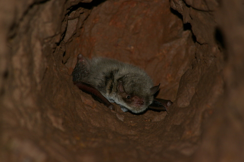 Bokhara Whiskered Bat (Myotis bucharensis) — Data Deficient Mammalia