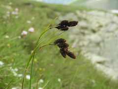 Carex atrata