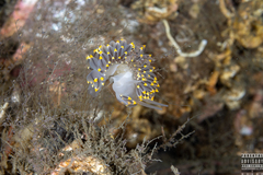 Eubranchus tricolor