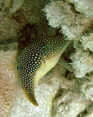 Canthigaster margaritata
