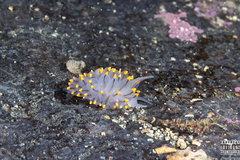Eubranchus tricolor