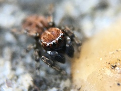 Attinella dorsata