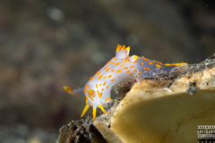 Polycera quadrilineata