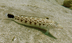 Parapercis hexophtalma