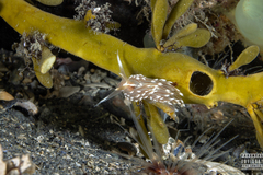 Facelina bostoniensis