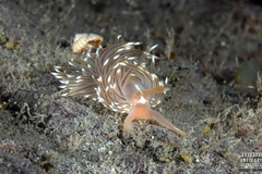 Facelina bostoniensis