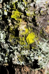 Chrysothrix xanthina