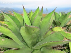 Agave salmiana crassispina