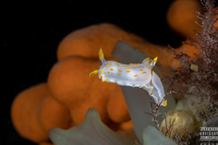 Polycera quadrilineata