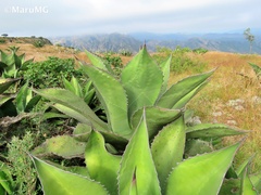 Agave salmiana crassispina